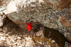 Aylostera steinmannii
