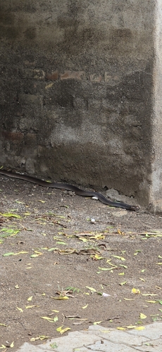 Indian Cobra