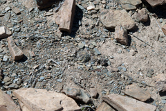 Aylostera steinmannii