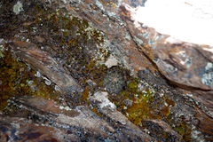 Aylostera steinmannii