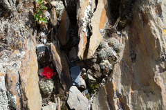Aylostera steinmannii