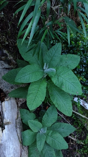 Acrisione cymosa