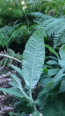 Acrisione cymosa, photograph Constanza Vargas Villegas, CC BY, iNaturalist via GBIF