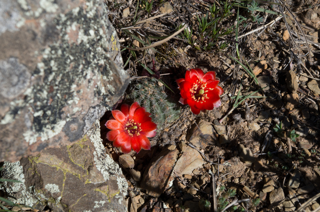 Aylostera steinmannii