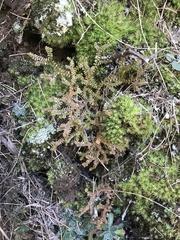 Selaginella helvetica
