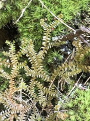 Selaginella helvetica