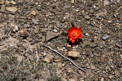 Aylostera steinmannii