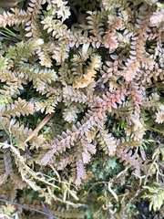 Selaginella helvetica