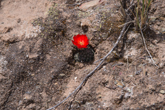 Aylostera steinmannii
