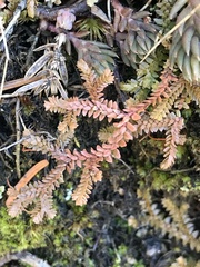 Selaginella helvetica