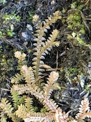 Selaginella helvetica