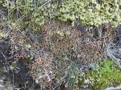 Selaginella helvetica