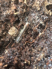 Dicellarius okefenokensis