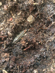 Dicellarius okefenokensis