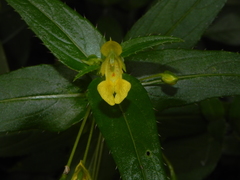 Impatiens dalzellii