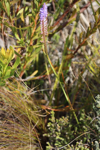 Needleleaf Combflower (Micranthus plantagineus)