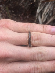 Dicellarius okefenokensis