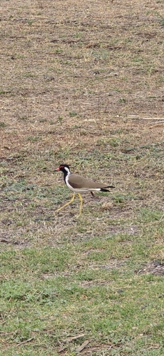 Red-wattled Lapwing