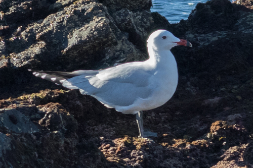 Avistamiento Gaviota de Audouin
