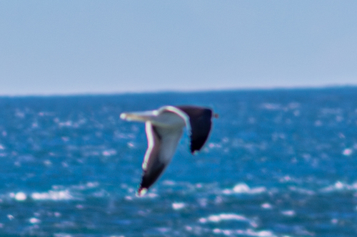 Avistamiento Gaviota Dorsinegra Menor