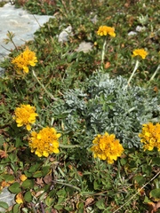 Jacobaea incana