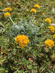 Jacobaea incana