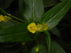 Impatiens dalzellii