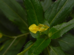 Impatiens dalzellii