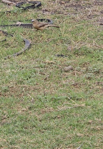 Large Grey Babbler