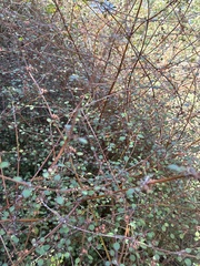 author not stated, no rights reserved Teucrium parvifolium, photograph author not stated, no rights reserved