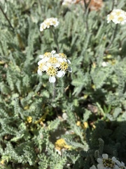 Achillea nana