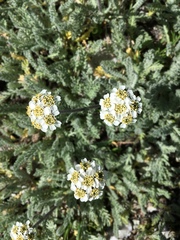 Achillea nana