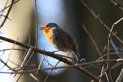 European Robin