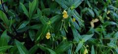 Impatiens dalzellii