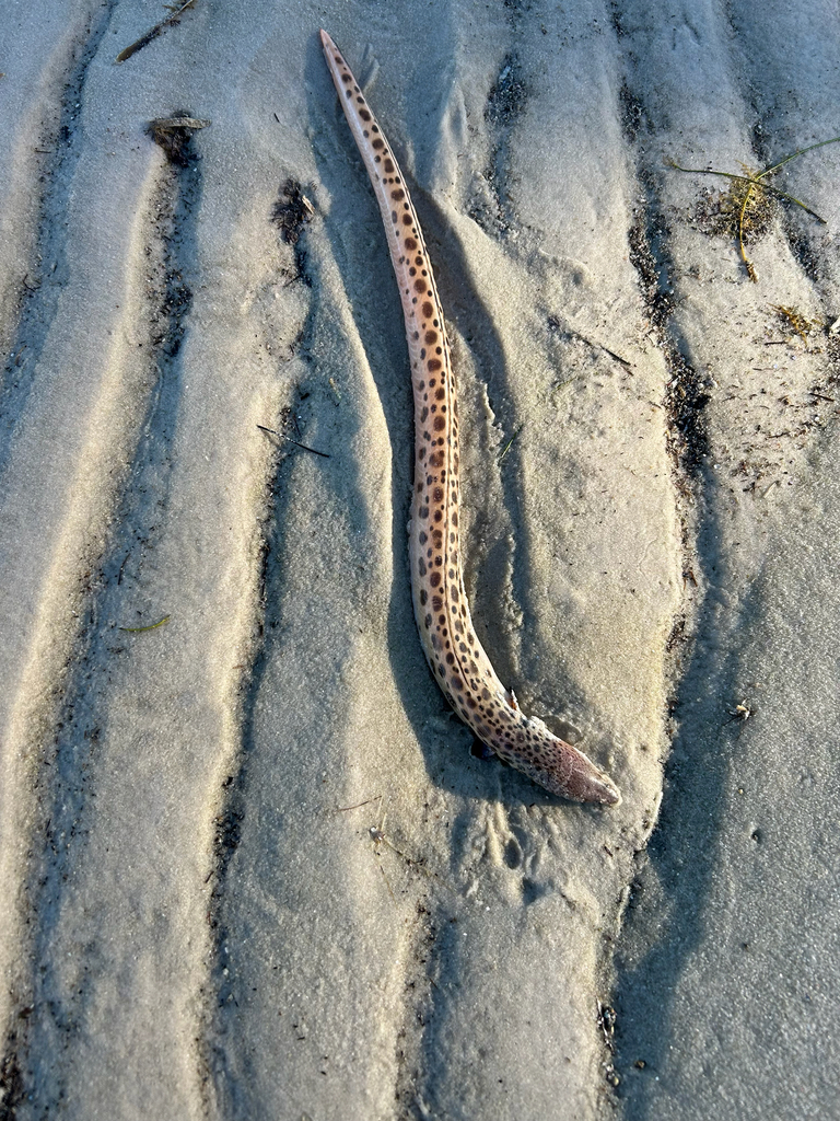 Spotted Spoon-nose Eel (Echiophis intertinctus) — Ophichthidae