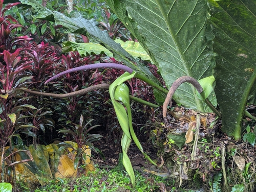 Anthurium salvinii, photograph 6