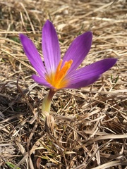 Crocus versicolor