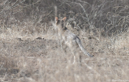 African Wildcat
