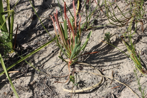 Kleinmond Sugarbush (Protea angustata)