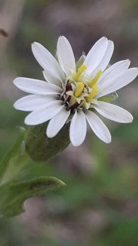 Noticastrum diffusum, photograph 4