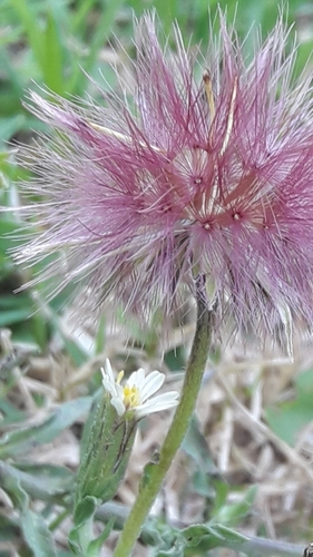 Noticastrum diffusum, photograph 5