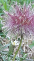 author not stated, no rights reserved Noticastrum diffusum, photograph author not stated, no rights reserved