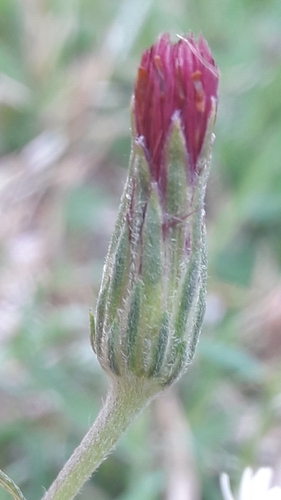 Noticastrum diffusum, photograph 6