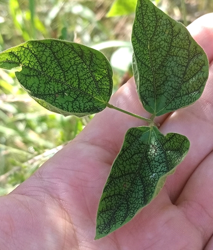 Chihuahuan snoutbean (Rhynchosia edulis)