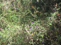 Billardiera longiflora