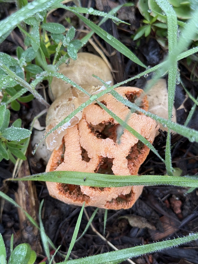 Clathrus ruber · February 2026 · photo: © rogerraiche (iNaturalist, cc-by)