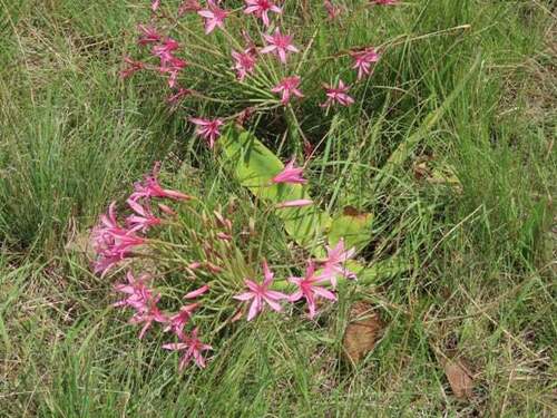 Giant Candelabra (Brunsvigia grandiflora)