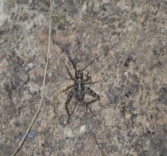 Gryllomorpha