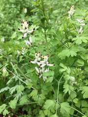 Fumaria capreolata capreolata
