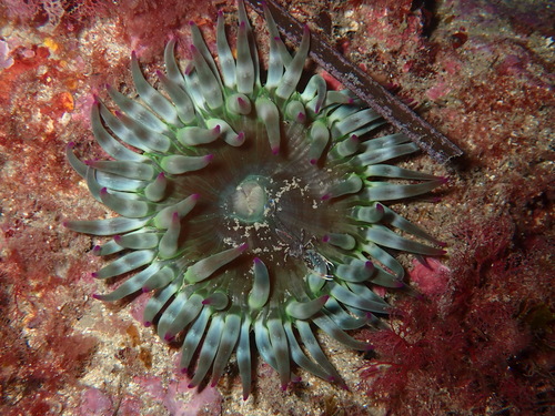 Photo of Red rockpool anemone (Cribrinopsis crassa)